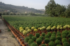 Ligustrum yonandrum 